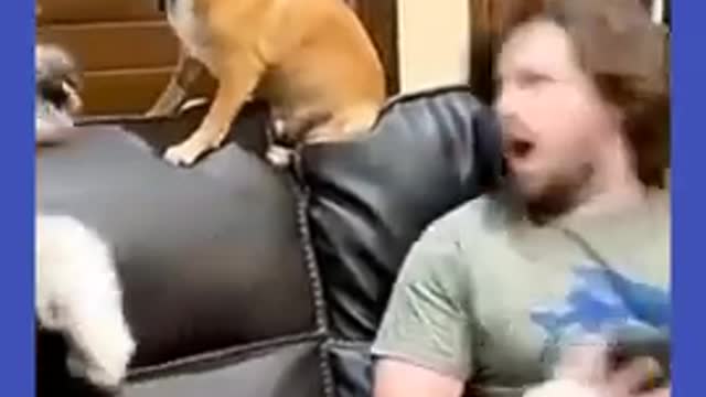 Watch the pets and their beauty 😍 😘