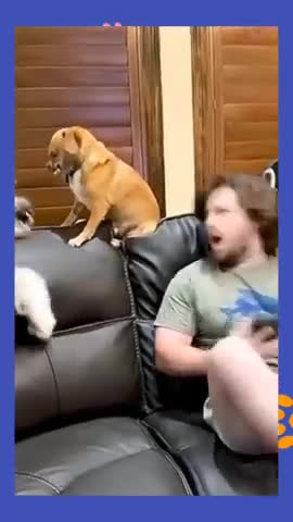 Watch the pets and their beauty 😍 😘