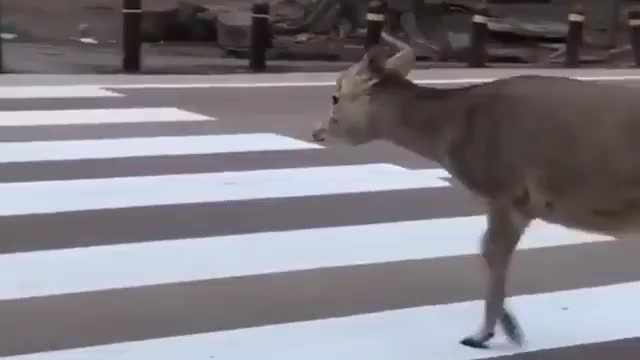 This deer knows when to cross the road