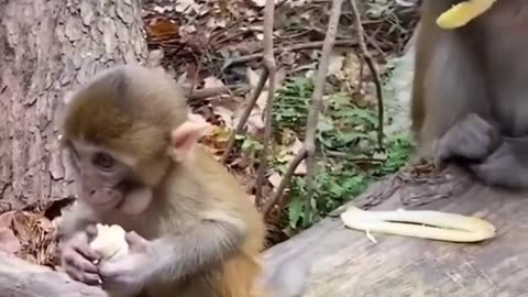 Monkey eating a banana's🍌🍌🍌🍌💯💯💯💯