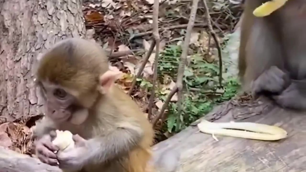 Monkey eating a banana's🍌🍌🍌🍌💯💯💯💯