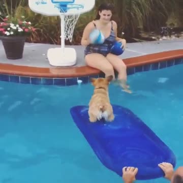 Air Bud Corgi Shows Off Basketball And Balance Skills