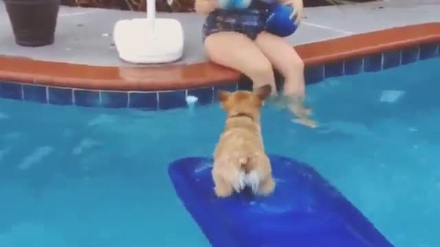 Air Bud Corgi Shows Off Basketball And Balance Skills