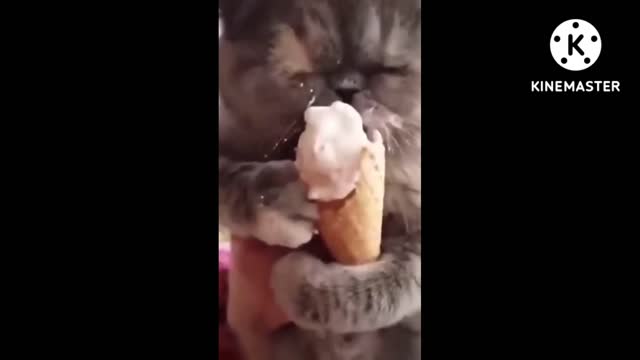 The cat is busy eating ice cream😋😋😋