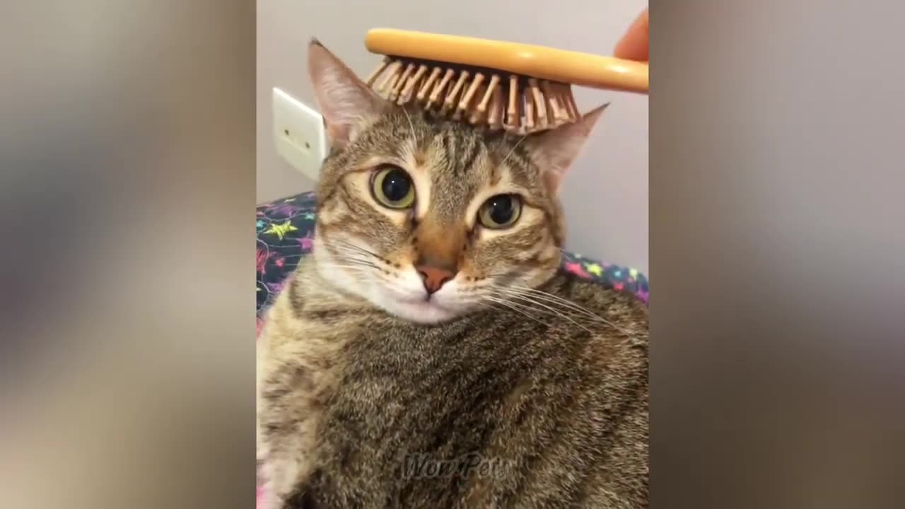 Best Funny Animal Videos 2024 🤣 Try Not To Laugh #2