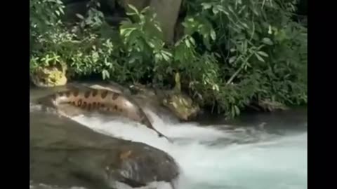 Cute huge anaconda MS, Brazil