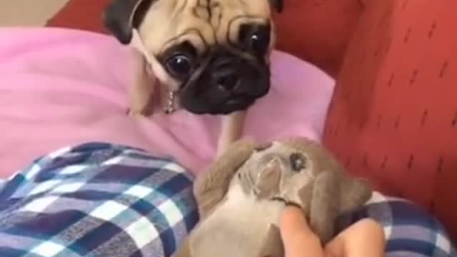 Ultimate Baby Dogs - Cute and Funny Dog Videos Compilation #Shorts