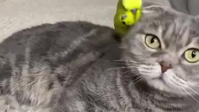 Parrot and patient cat