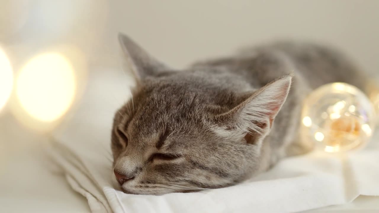 Como fazer um GATO dormir em 10 segundos | 5 truques para fazer um gato adormecer rapidamente