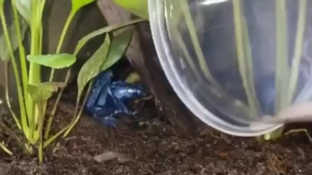 Dart frogs - some members of the family