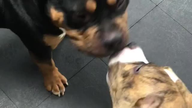 DOGGY SMOOCHES