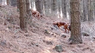 Pair of Rhodesian Ridgebacks Explore a Rocky Pine Forest
