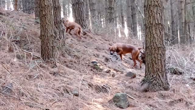 Pair of Rhodesian Ridgebacks Explore a Rocky Pine Forest