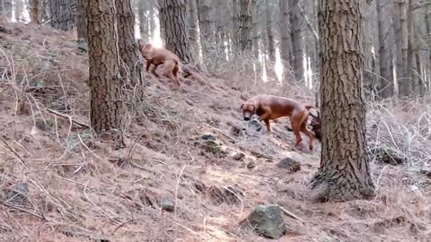 Pair of Rhodesian Ridgebacks Explore a Rocky Pine Forest