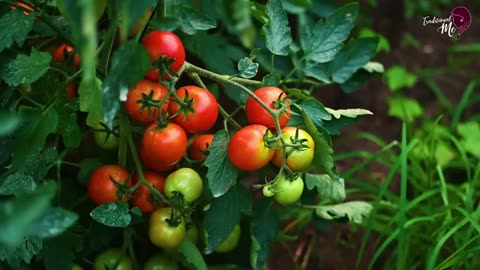 Juicy Tomato harvest! I made ghee rotis, crispy fish with red sauce & hot wraps too!| Traditionally