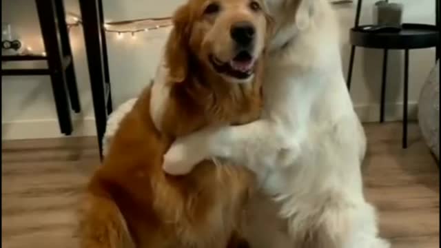 Dogs relationship are the best || Dogs Lover