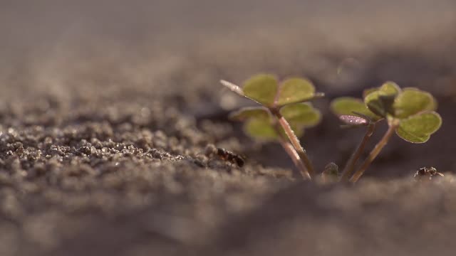 Crawling ants in the sand