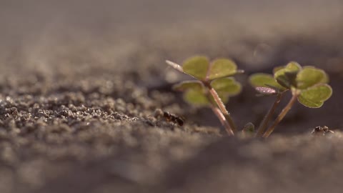 Crawling ants in the sand