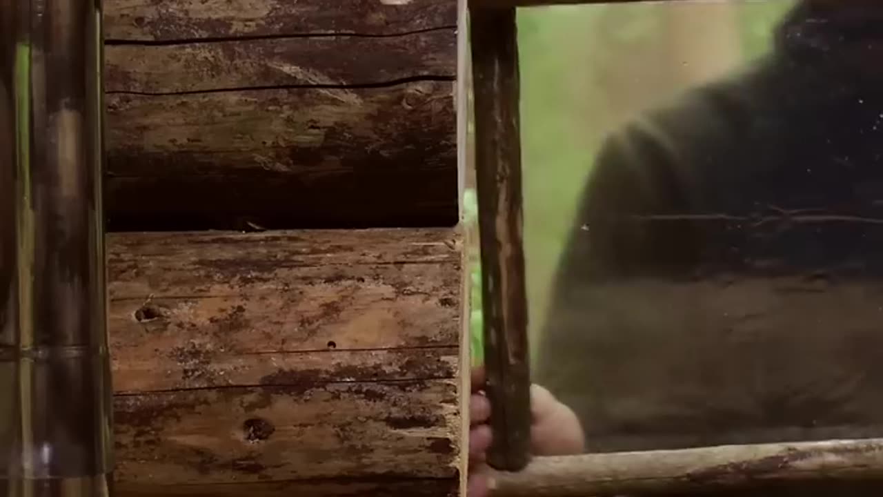 Building a Log Cabin in the Woods from Wind-Fallen Trees