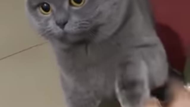 Funny cat