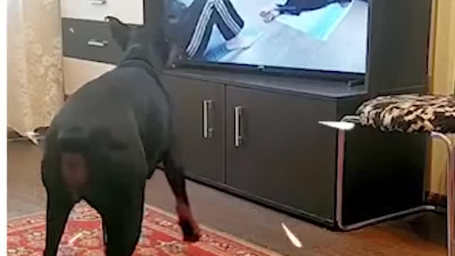 Tough doggo workin' it out
