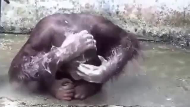 Funny Bear having Fun with Water