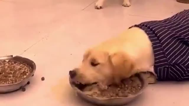 Very hungry dog