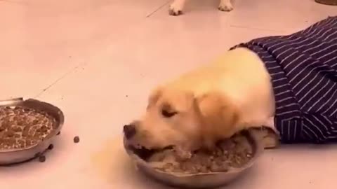 Very hungry dog