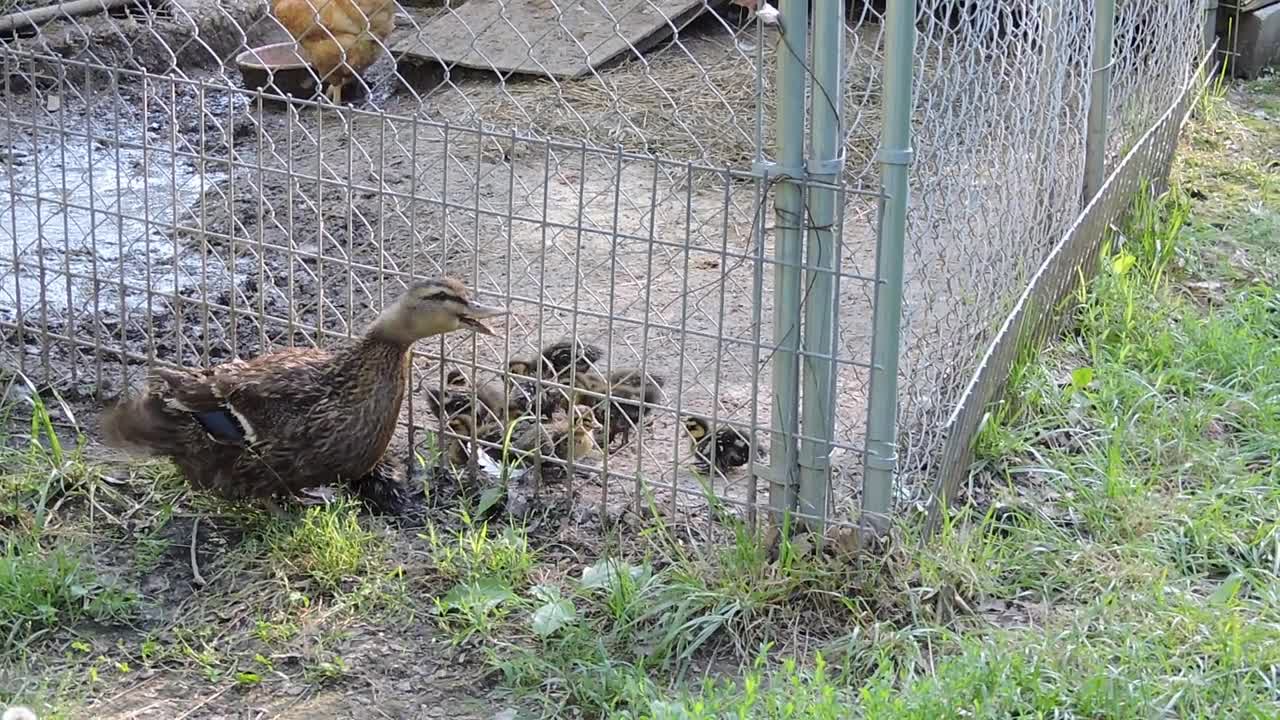 New Additions To Grumpy Acres