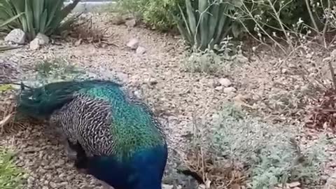 Feeding peacock