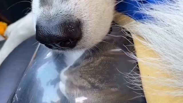Funny Pet 2021 It's time to LAUGH with Dog's lifes68