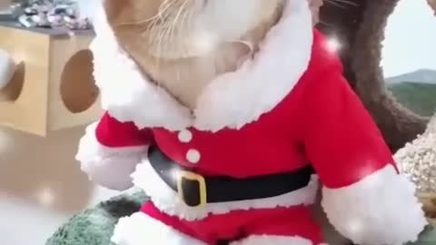 Cute Santa cat