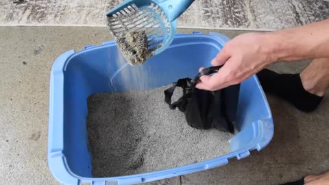 How to properly clean your cat's litter box