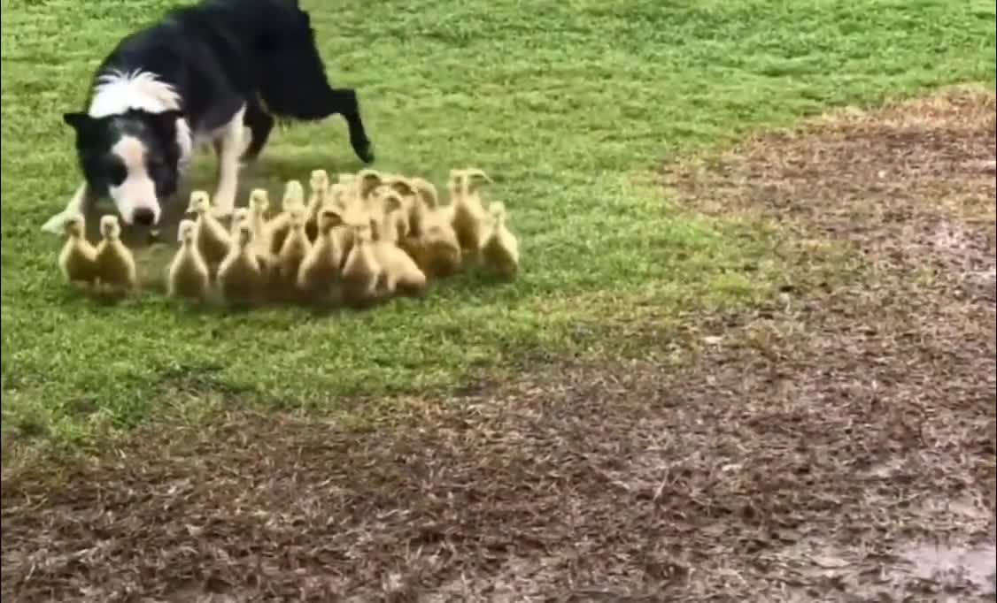 A Border Collie gently guiding ducklings to some water...😇🐥🐶