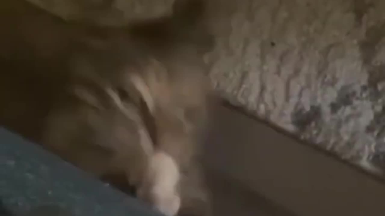 Cute and funny Cat 😺.