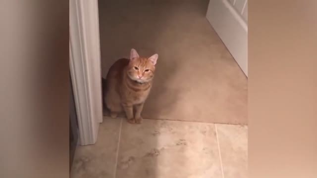 Compilation of cats who talk to their human