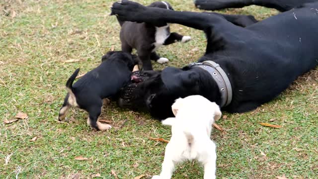 Baby puppy stealing food from mother dog