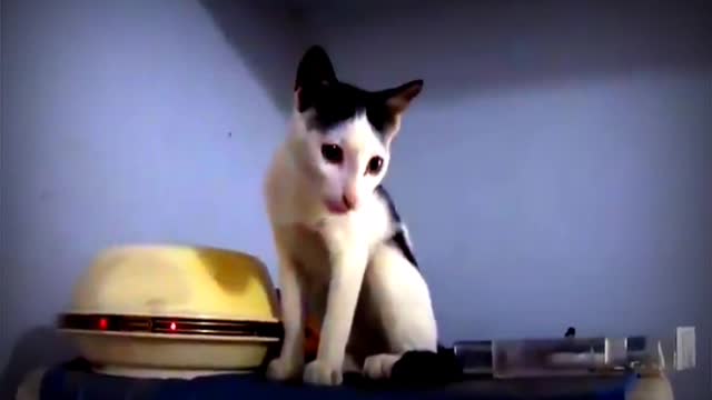 Baby cute cats and funny cats video #justcool