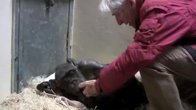 Jan van Hooff visits chimpanzee "Mama", 59 yrs old and very sick. Emotional meeting