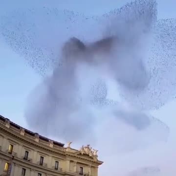 Wow. Swarms of birds. Hypnotic 😊😍