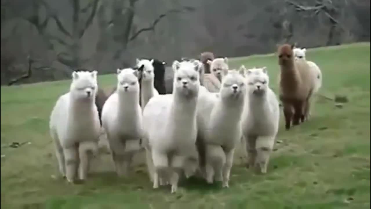 Best Funny Animals Compilations
