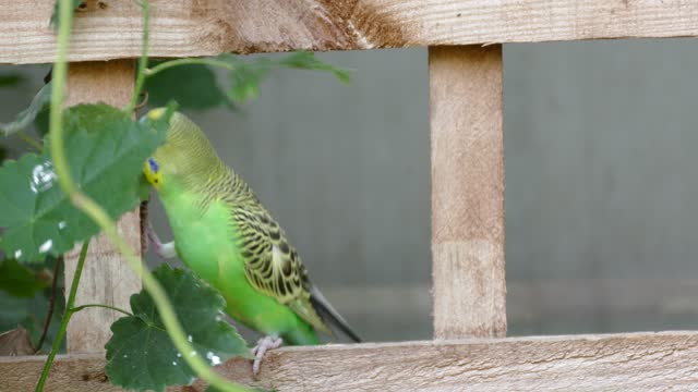 cute Canary and fun