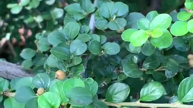 The color of this leaf is so green