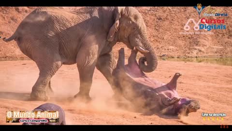 Battle incredible from animals wild.