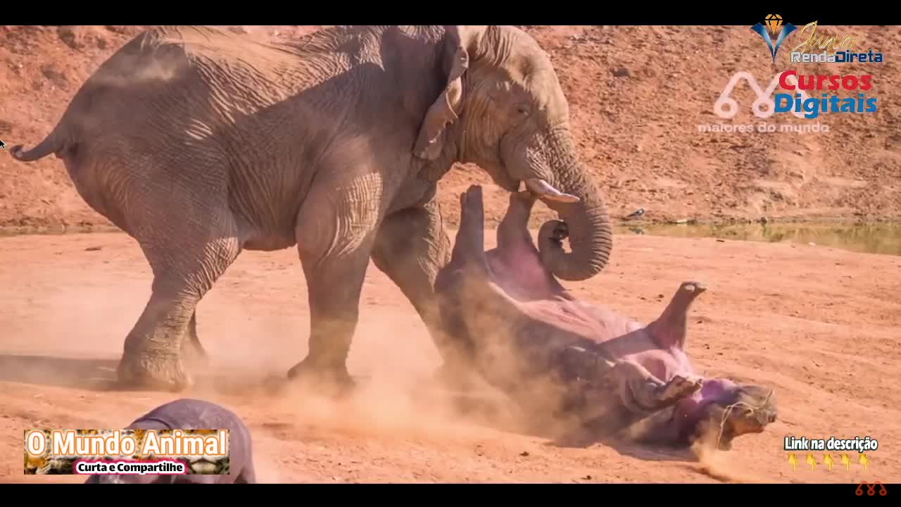 Battle incredible from animals wild.