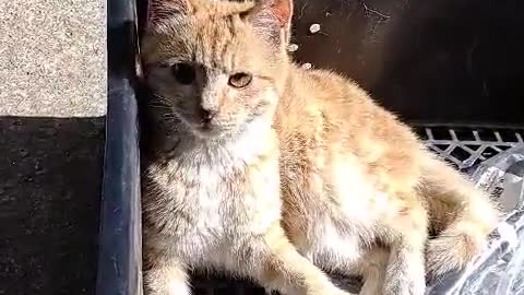 Cat sisters who love sunlight