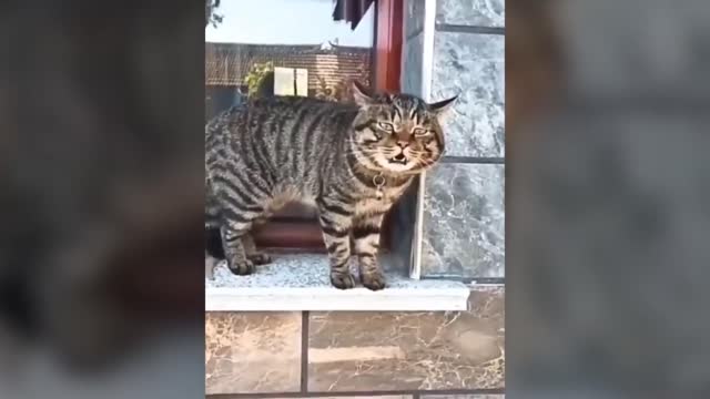 cats can talk better then my friend !! | funny cats moments