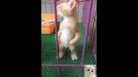 cat videos funny best