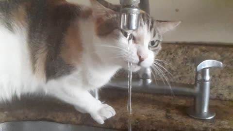 Cat drink whater2