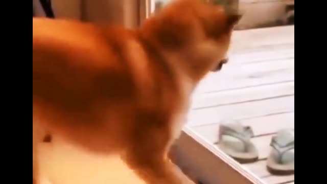 Dog cat funny video | Try not to laugh 😊